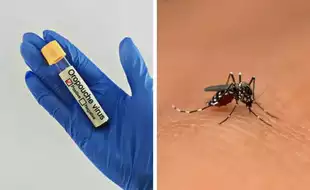 Europe Records First Cases Of The Deadly Oropouche Virus After Two Deaths In Brazil
