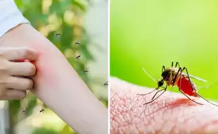 Dengue Is On The Rise: Can You Identify A Dengue Mosquito?
