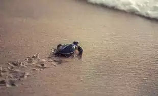 Tiny Turtles Cause Salmonella Outbreak Among Children In the US; CDC Warns As Infection Spreads Across 21 States