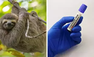US Reports First Ever Cases of Sloth Fever As CDC Warns Travelers To Take Precautions