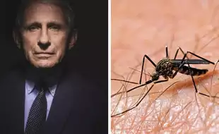 What Is West Nile - The Virus That Sent Dr. Anthony Fauci To The Hospital?