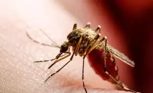 Mosquito-Borne Infection Kills New Hampshire Resident; What Is Spreading Eastern Equine Encephalitis Virus In The US?