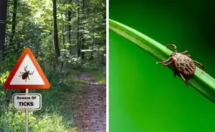 Babesiosis - Another Tick-borne Disease On The Rise In The US; Know Signs And Symptoms Of This Viral Illness