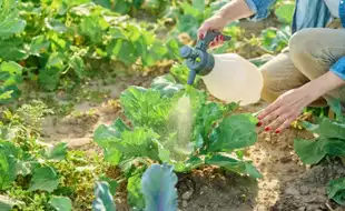 Teenage Girl Dies After Eating Poisonous Cabbage: Are Your Veggies Full Of Pesticides?