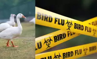 France Reports Bird Flu On Two Farms, Loses Disease-free Status
