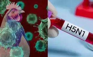 Louisiana Confirms First Human Death From Bird Flu — How To Keep Yourself Safe