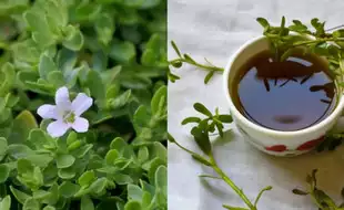 THIS Ancient Indian Ayurvedic Herb Helps Improve Memory And Brain Health