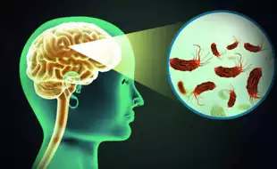 Rare Brain-Eating Amoeba Alert: Could India Be The Next Hotspot? Expert Shares Preventive Tips