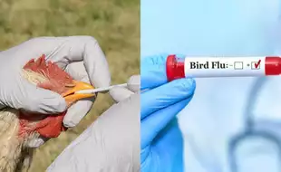 H5N1 Bird Flu Warning: Is India Prepared For The Next Big Virus Outbreak?