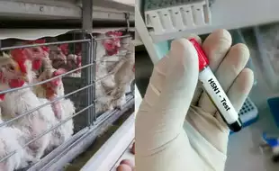 Bird Flu Cases On The Rise In The US, H5N1 Hits Georgia Poultry Industry: Things You Can Do To Keep Yourself Safe