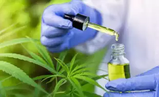 Using Cannabis For Health? You Could Be At A Higher Risk Of Addiction Reveals Study