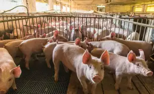 Alabama Woman Becomes The World's Longest Living Recipient of Pig Organ Transplant