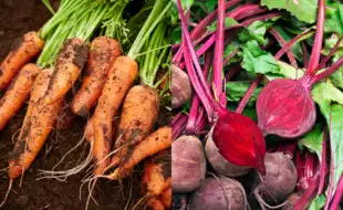 How Vegetables Like Carrots and Beets Keep You Warm and Balanced