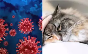 Bird Flu Alert: FDA Issues New Warning About Raw Pet Food Safety