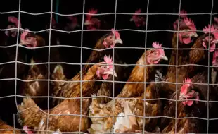 New York Shuts Bird Markets After 7 Cases of Avian Influenza Are Detected in NYC