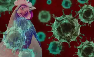 Bird Flu Scare: Maharashtra Culls Over 7,000 Poultry Birds, AP-Telangana on High Alert; Should You Be Worried?