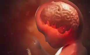 Role of Thyroid Hormones in Brain Development: How Do They Work For Fetus Development?