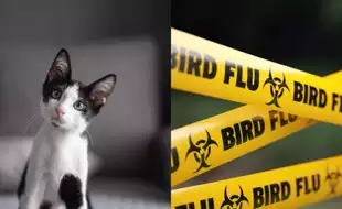 India Reports First H5N1 Bird Flu Cases In Cats; Can It Spread To Humans?