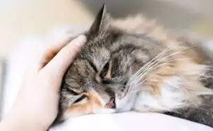H5N1 Bird Flu Spreads To Cats—How To Keep Your Furry Friend Safe