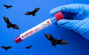 Nipah Virus Alert: Kerala On High Alert As Bat Breeding Season Begins! Precautionary Measures To Keep Yourself Safe
