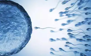 Explained: A New Study Claims A Man's Sperm Quality Decides How Long He Will Live