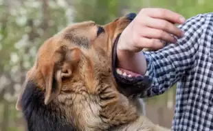 Dog Bite? Rabies Vaccine Shots Alone Won’t Save You—Here’s What You Must Do Next