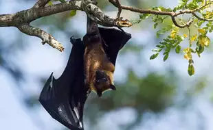 Pandemic Alert: New Coronavirus Discovered in South American Bats; Could It Infect Humans?