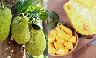 Why Should Jackfruit Be Your Staple Superfood This Summer?