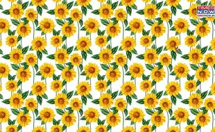 Optical Illusion Eye Test: In A Garden Full Of Sunflowers, Find The Lone Buzzing Bee