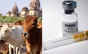 Woman Drinks Cow Milk, Dies Of Rabies Within Days; Know All About the Deadly Virus