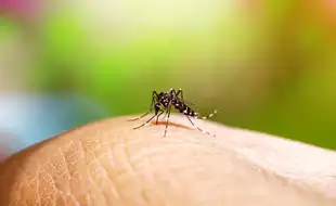 CDC Warns Of Deadly Dengue Fever Outbreak In The US: Puerto Rico, Virgin Islands On High Alert