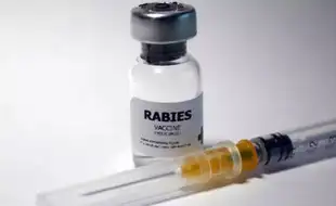 Patient Dies After Contracting Rabies Through a Transplanted Organ; Here's How the Deadly Virus Strikes