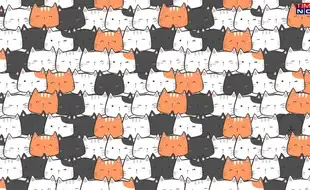 Optical Illusion Eye Test: In A House Full Of Cats, Find The Lone Dog
