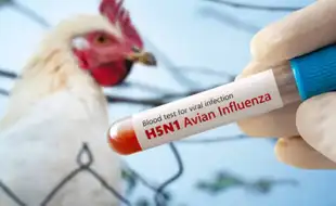 Bird Flu Outbreak In Andhra Pradesh: 6 Districts Affected — Are You At Risk?