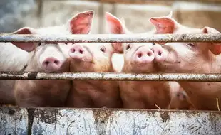 The first Case of Reverse Zoonosis Identified As Human Flu Found In Factory Farm Animal