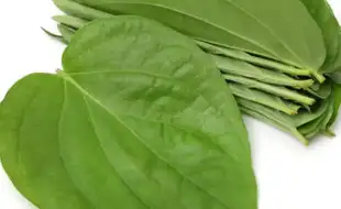 Beat the Heat By Chewing Paan Leaves Once A Day; Know Amazing Health Benefits